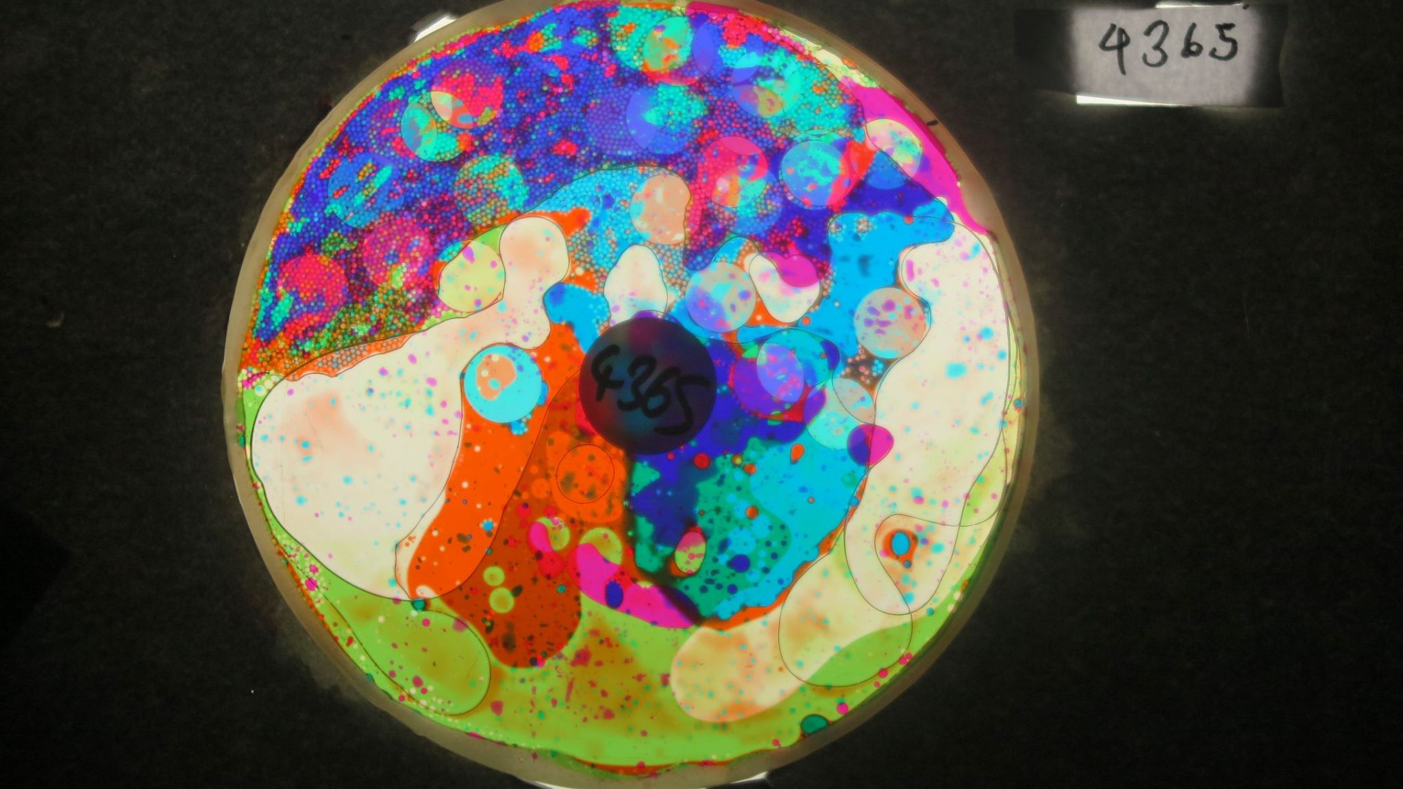 BV4365 bubble vision oil wheel